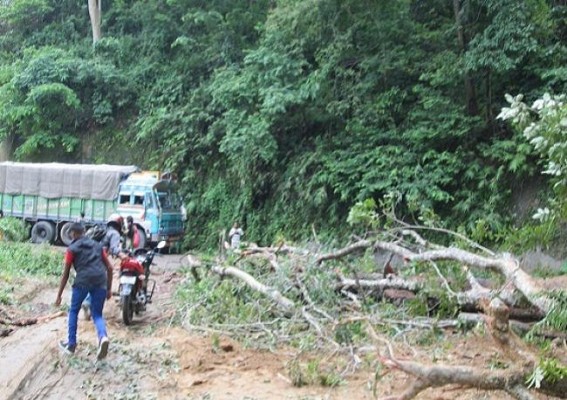 Traffic disrupted after tree falls at Udaipur-Amarpur road